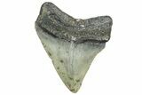 Juvenile Megalodon Tooth - North Carolina #362957-1